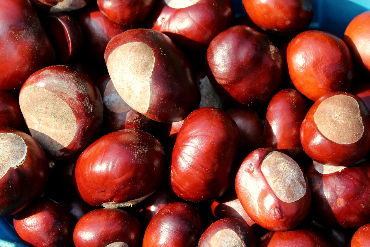 chestnuts-3693757_1280.jpg.jpg