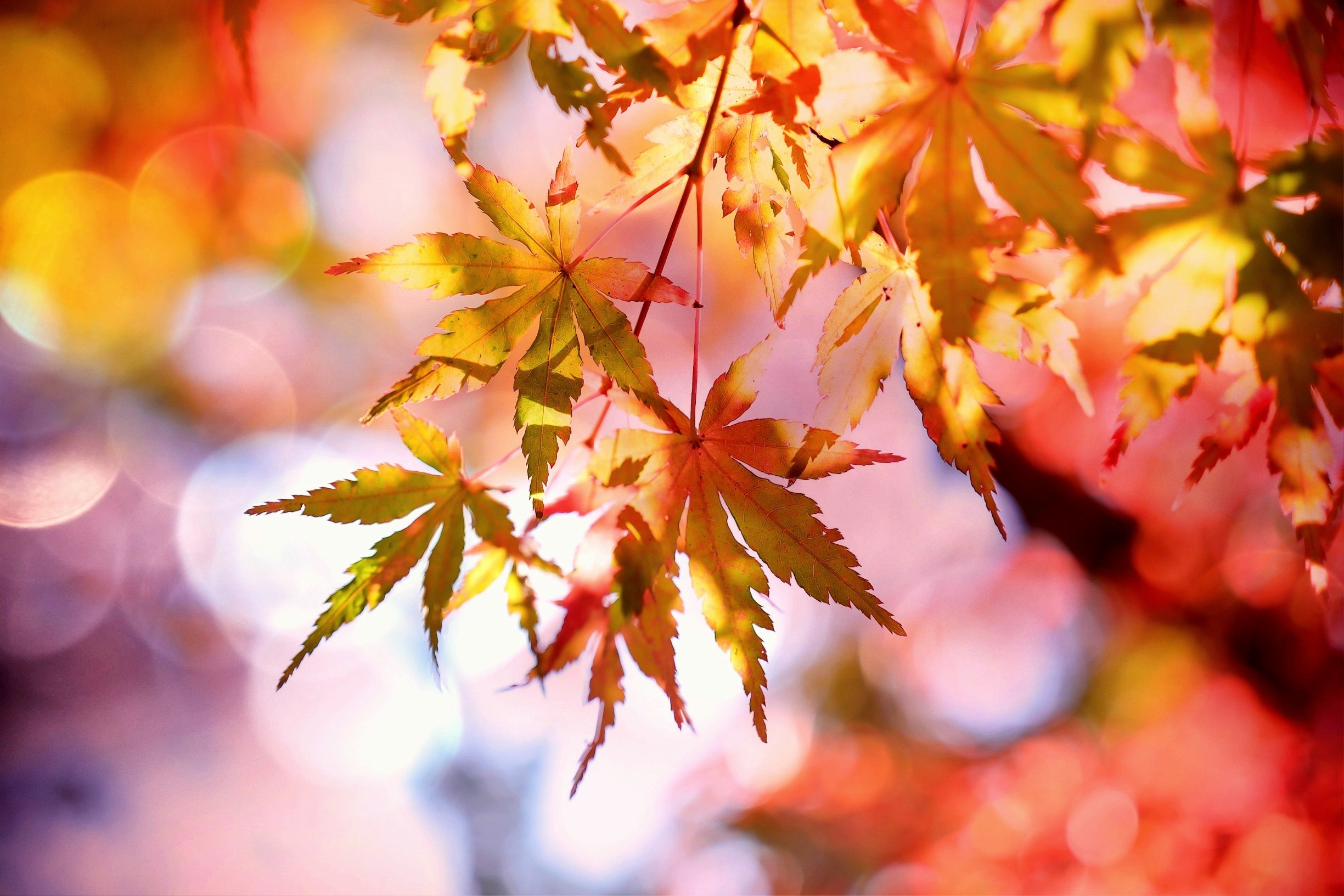 autumn-autumn-colours-autumn-leaves-355302.jpg.jpg
