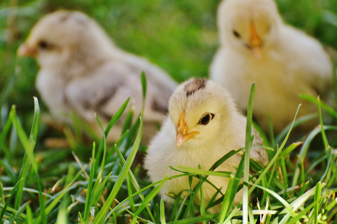 animal-baby-chicks-162164.jpg.jpg