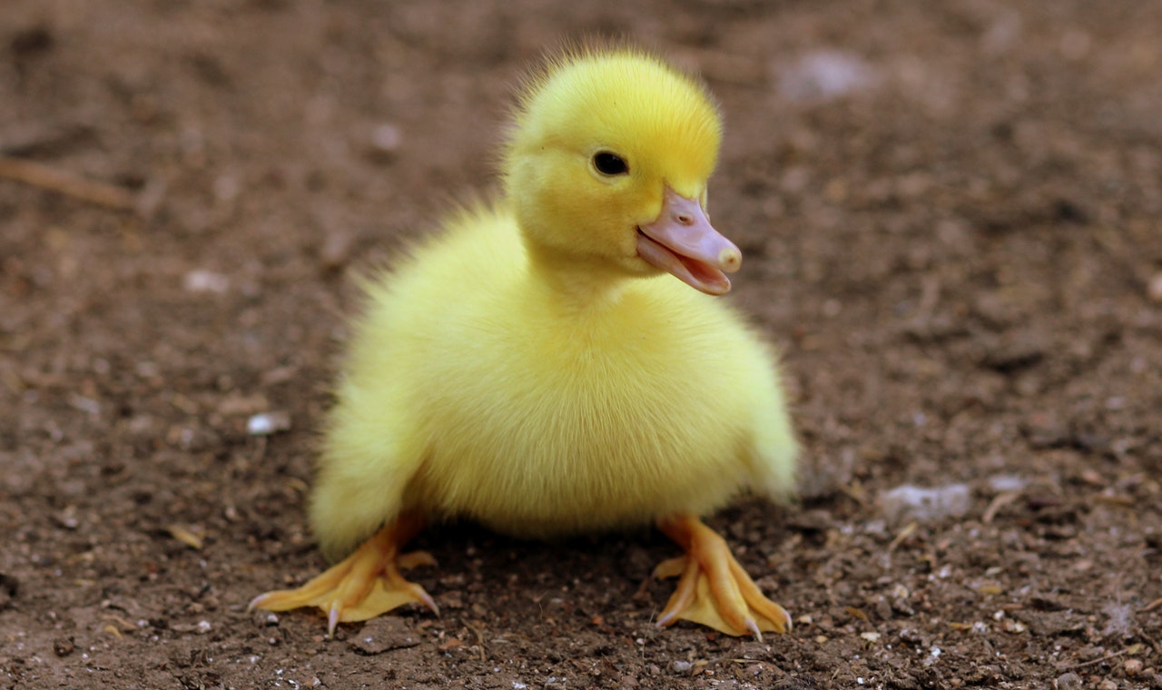animal-cute-duckling-162140.jpg.jpg